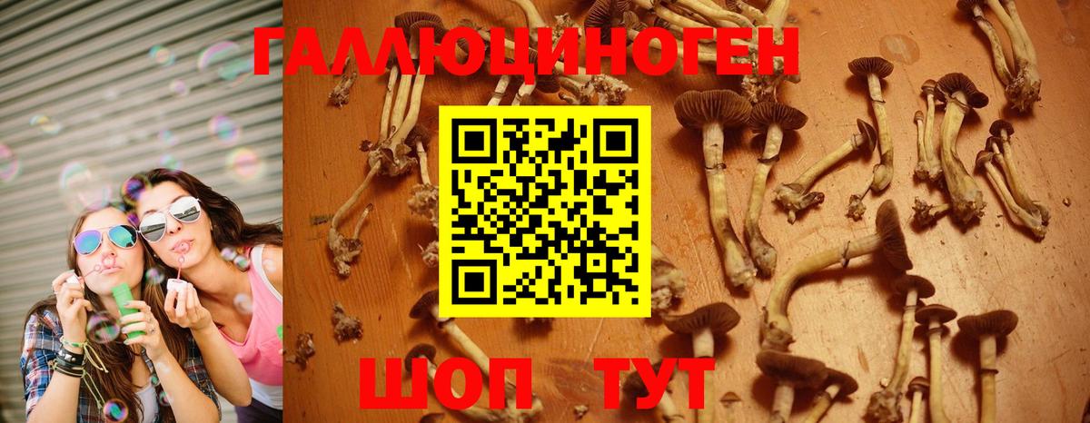 Псилоцибиновые грибы мицелий Новокубанск